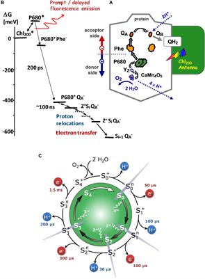 Energetics and Kinetics of S-State Transitions Monitored by Delayed Chlorophyll Fluorescence